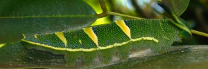 Larvae